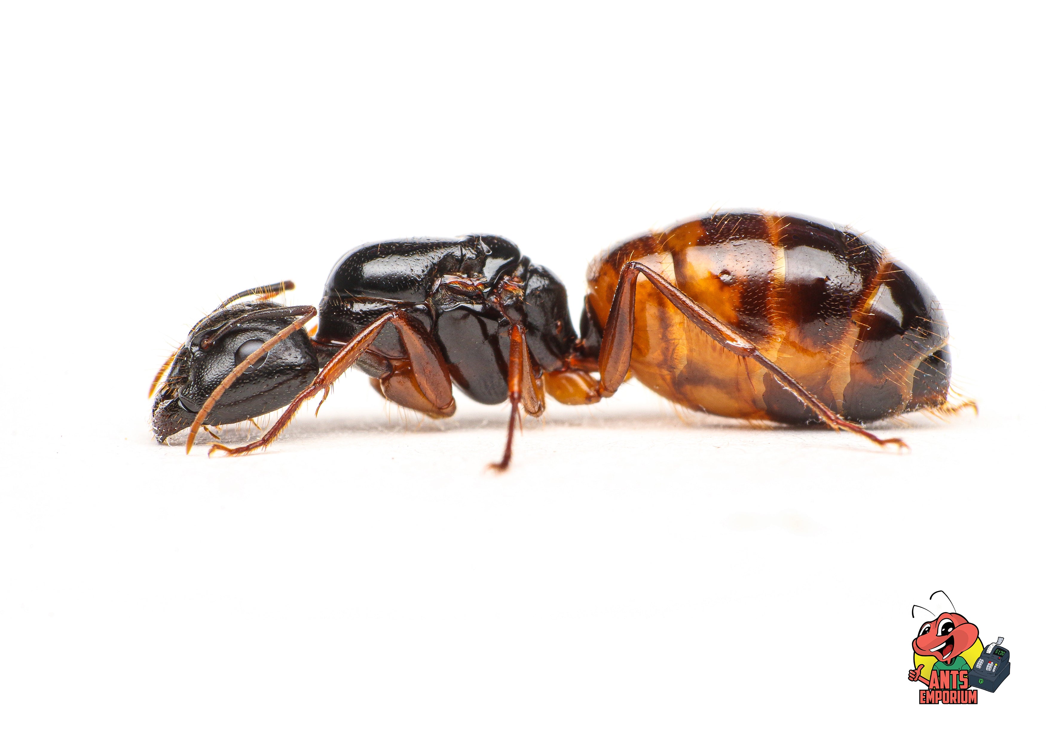 Camponotus sansabeanus - AntsEmporium